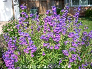 Penstemon x gloxinioides 'Midnight'